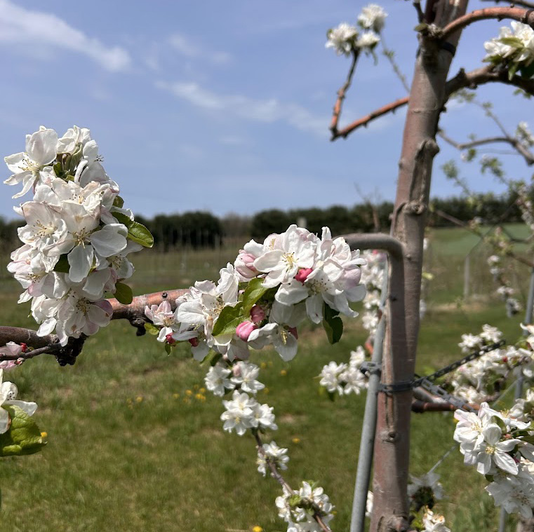 White and pink apple flower blooms on the branch of a tree.